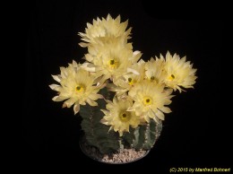 Echinocereus subinermis ssp. luteus 199